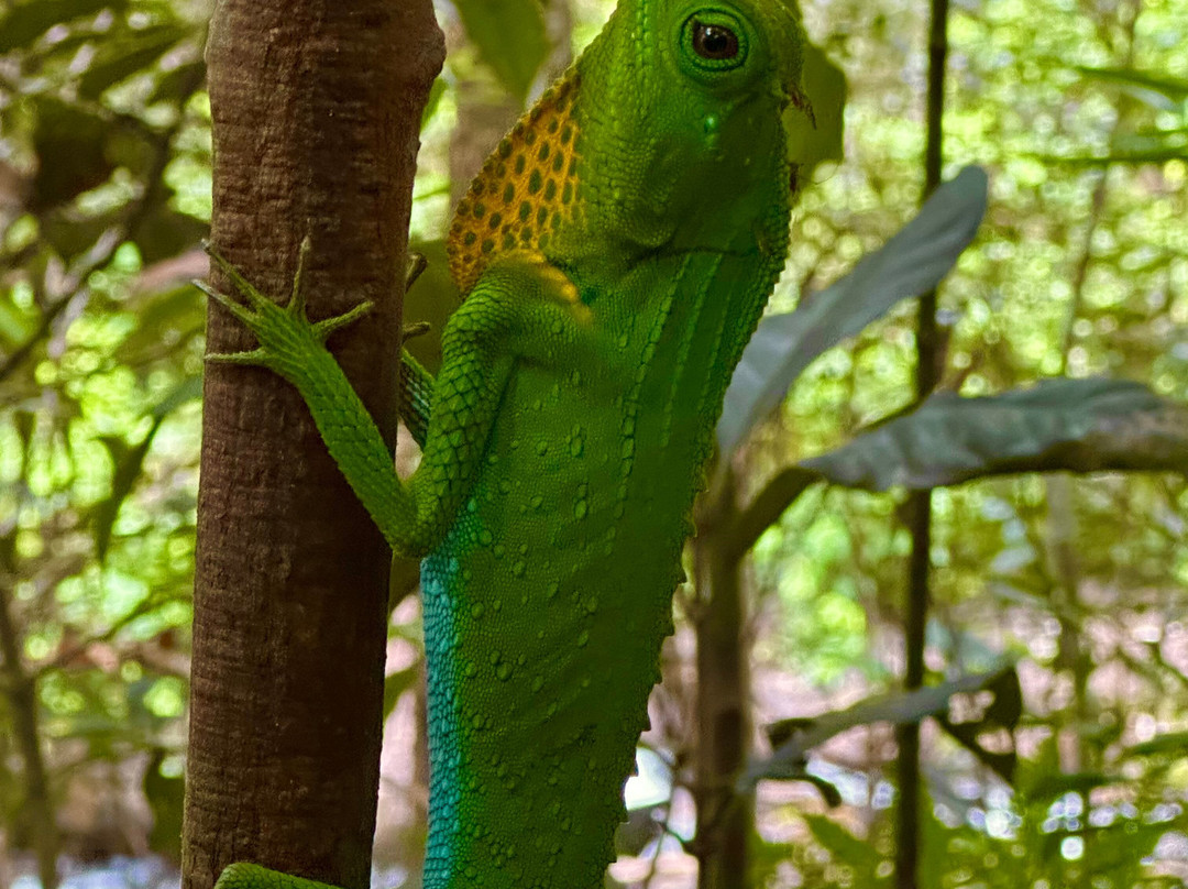 Sinharaja Rainforest Kurulugala Entrance-Viharahena必去景点