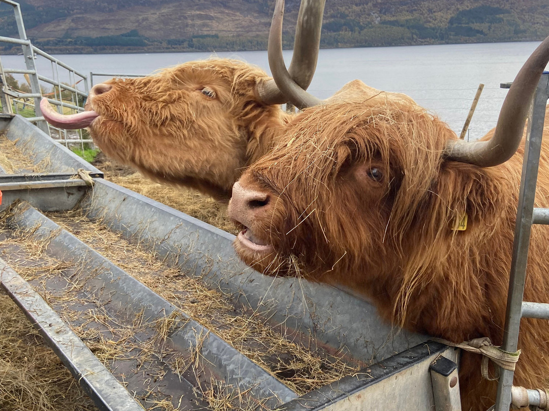 Loch Ness Hub & Travel-德拉姆纳德罗希特必去景点