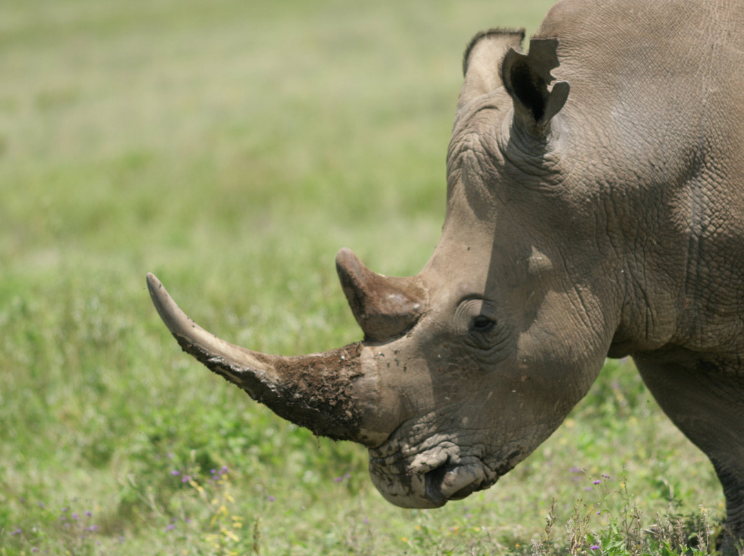 Kampur Travel Diaries-内罗毕必去景点