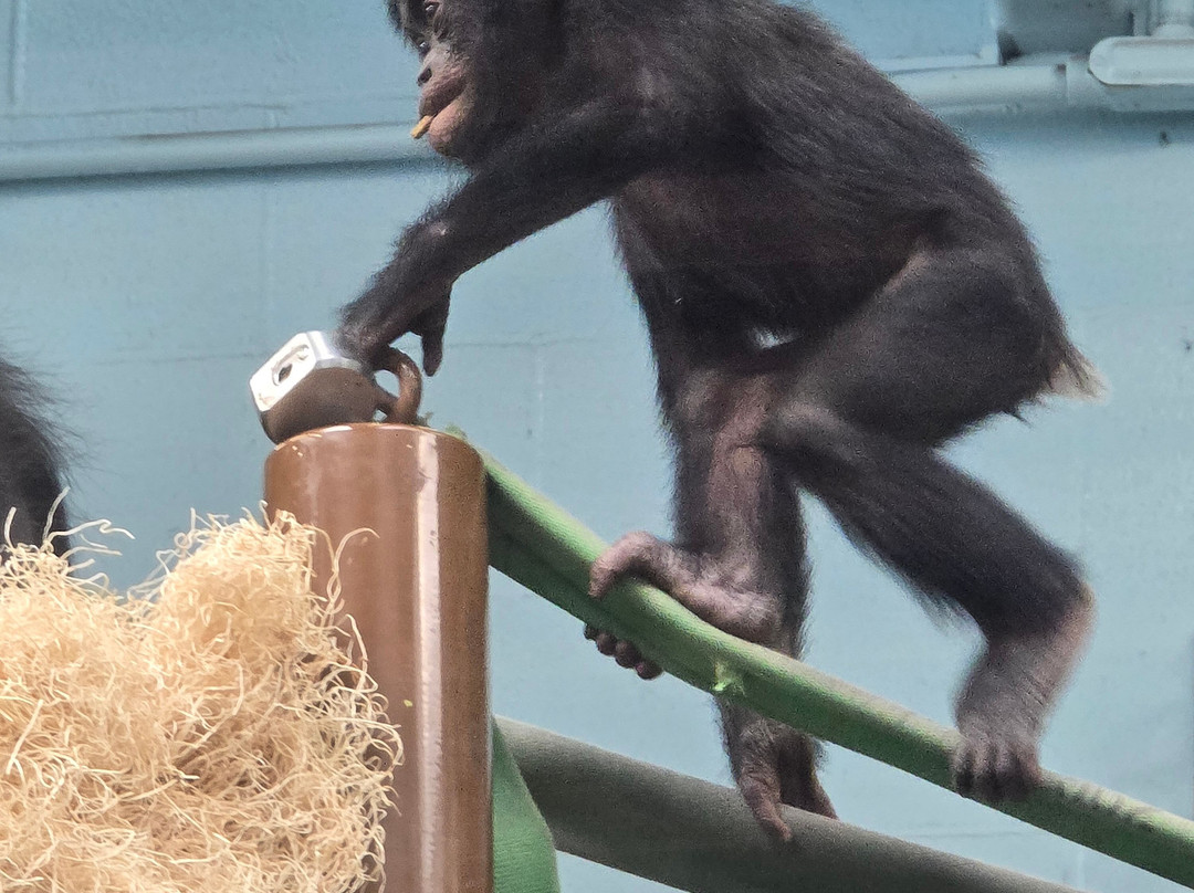 哥伦布动物园-Powell必去景点