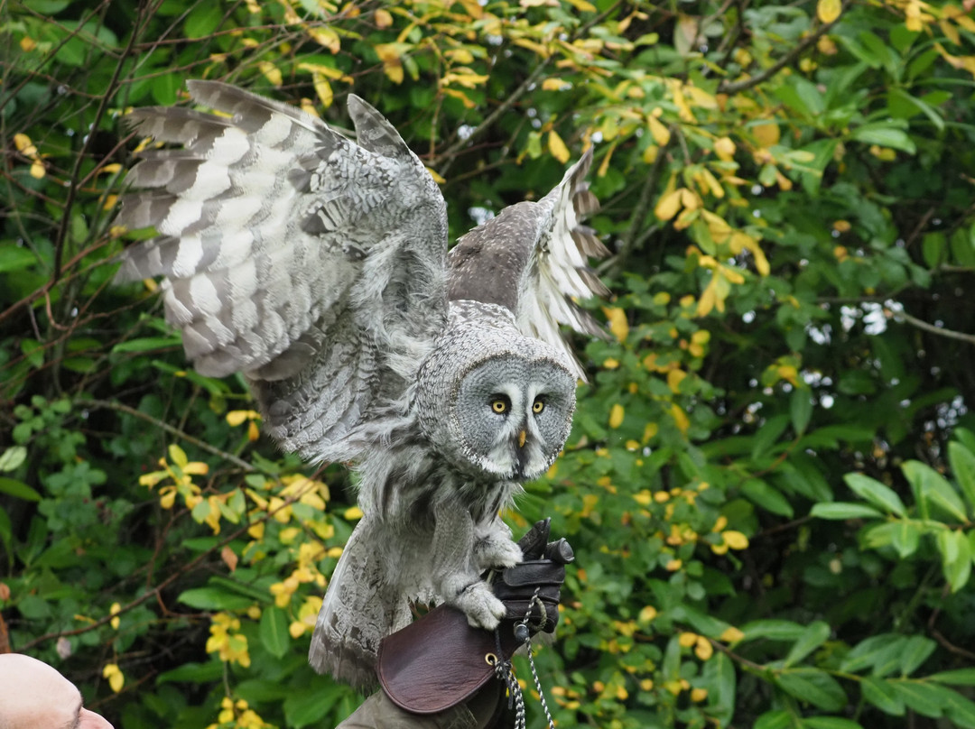 Killarney Falconry-基拉尼必去景点