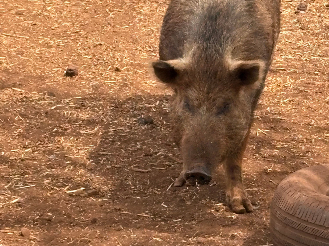 Maui Animal Farm-拉海纳必去景点