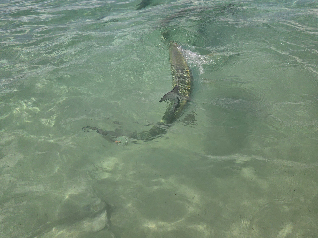 Los Cayos Adventure Chiliboats Waterbike in La Parguera-La Parguera必去景点