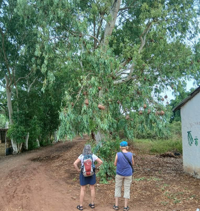 Sunrise Senegal 10-Day Retreat with Maureen & Saikou-Abene必去景点