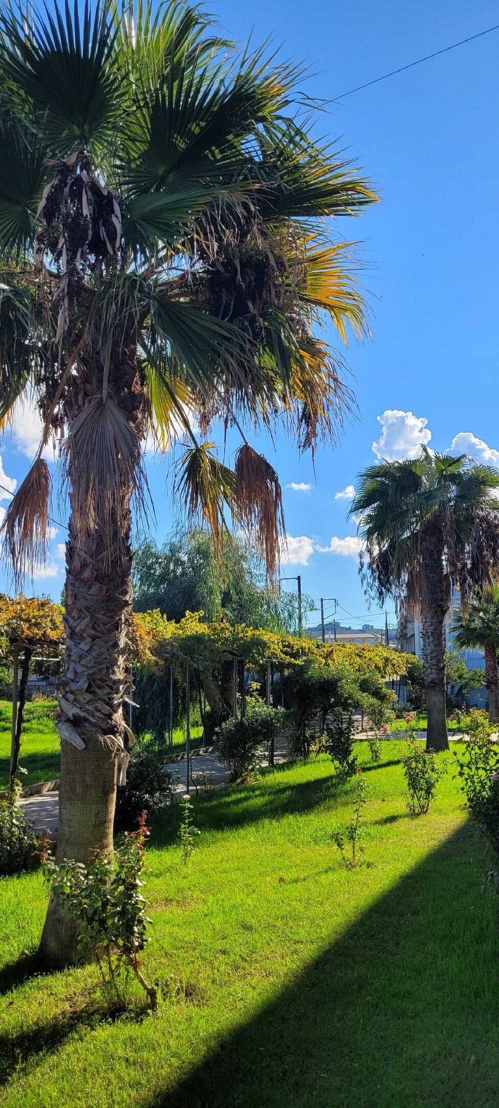 Belussi Beach Hotel & Suites-官方