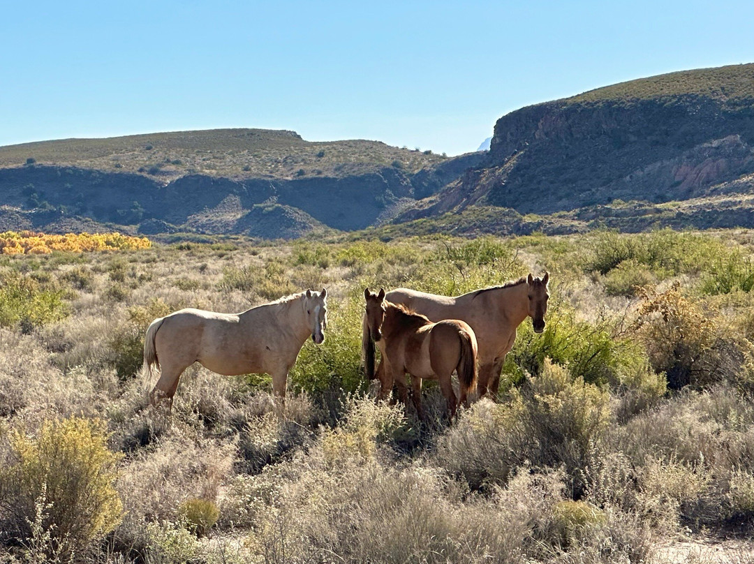Acacia Riding Adventures-San Acacia必去景点