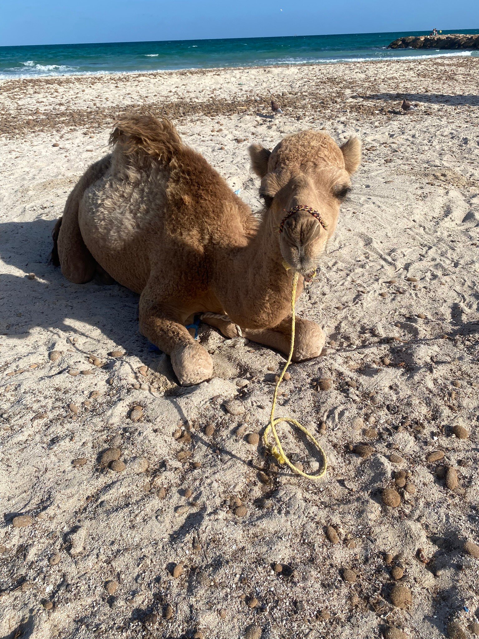 Seabel Aladin Djerba-官方