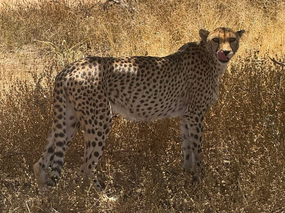 Cheetah Conservation Fund-奥奇瓦龙戈必去景点