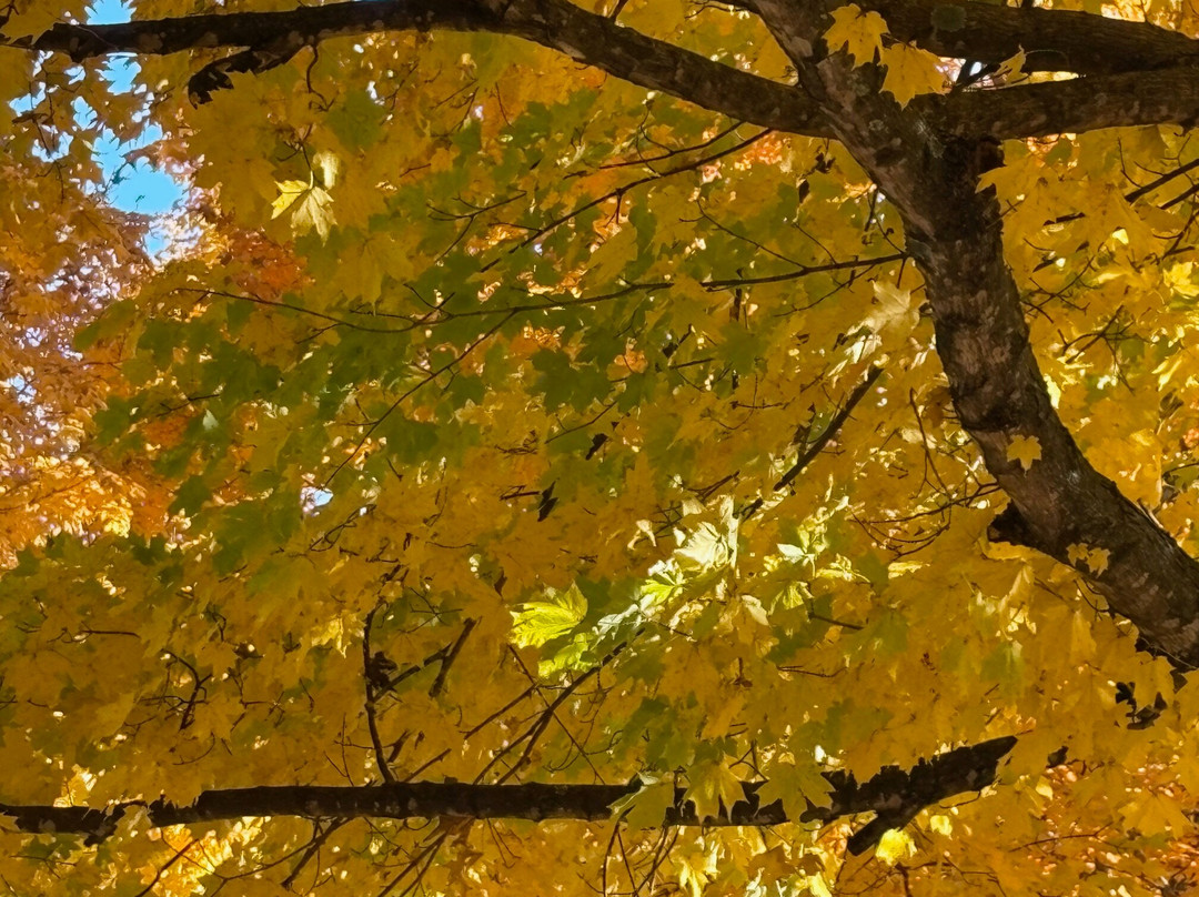 Maplewood Cemetery-Harrison必去景点