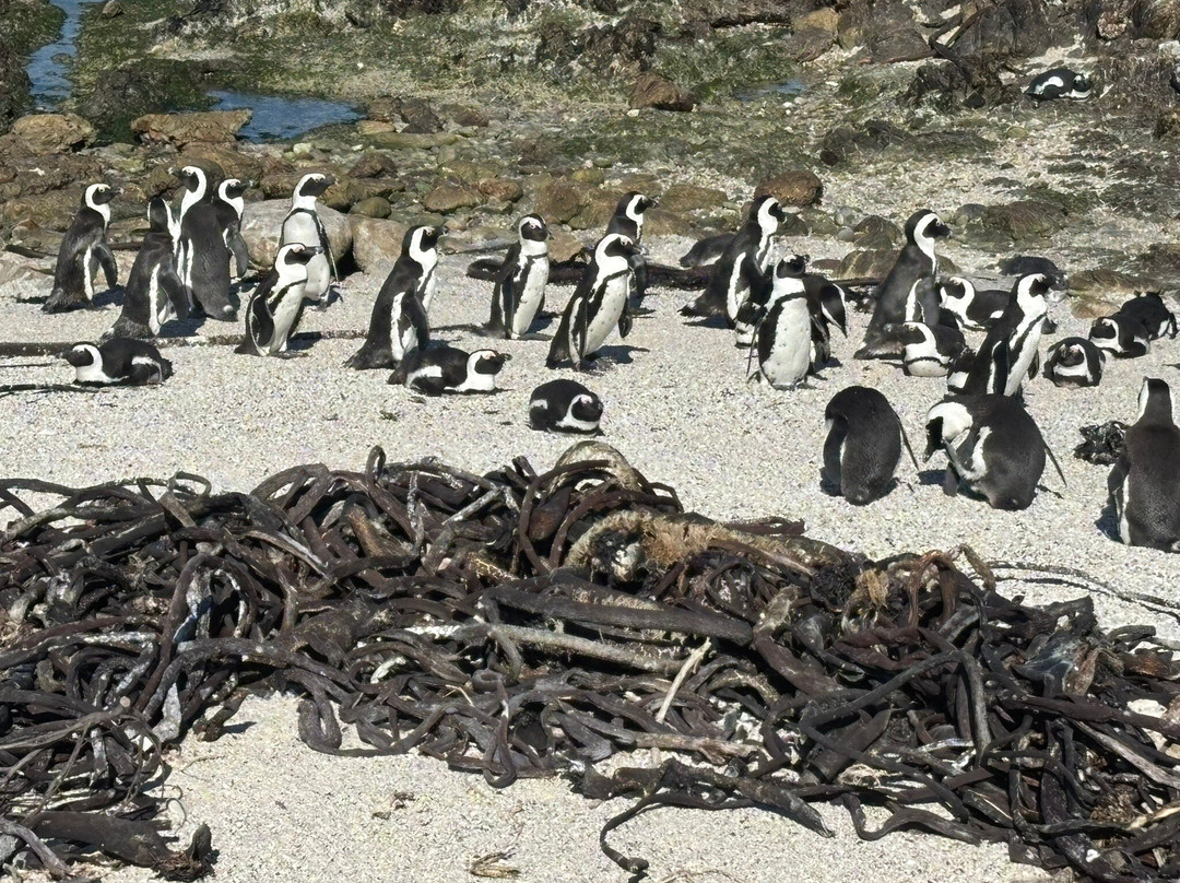Kleinmond Beach-小月必去景点
