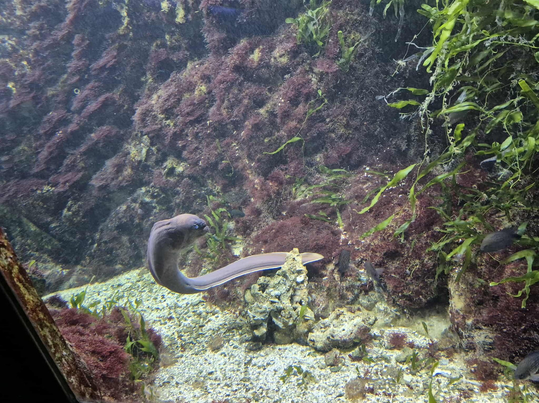 Acuario Municipal-圣波拉必去景点