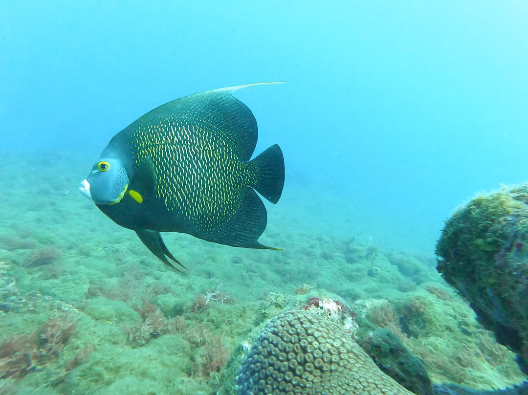 Boipeba Mergulho - Scuba Diving Center-Morere必去景点