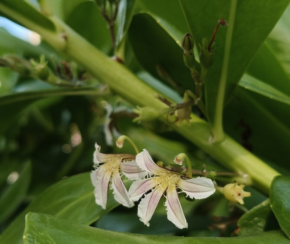 埃尔森特罗-女人岛必去景点