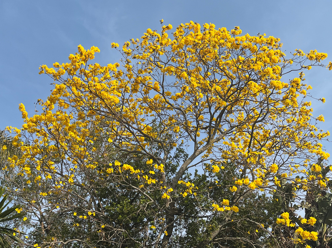 National Botanical Gardens-哈拉雷必去景点