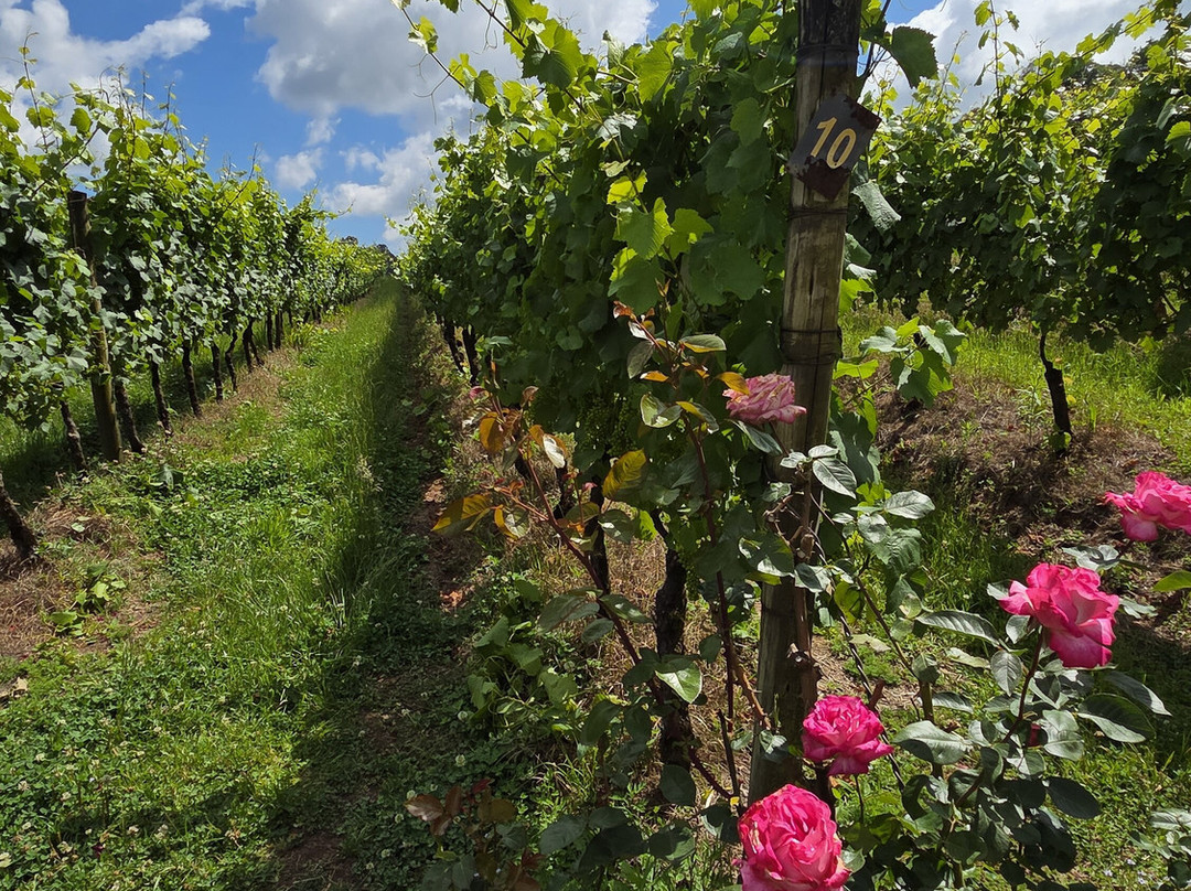 Vinícola Ravanello-格拉玛多必去景点