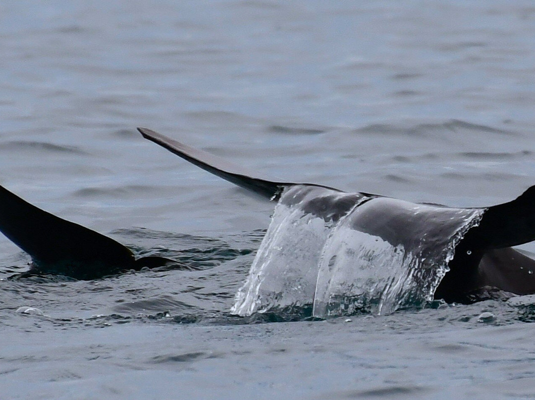 Les Baleines Rand'eau-诺西贝必去景点