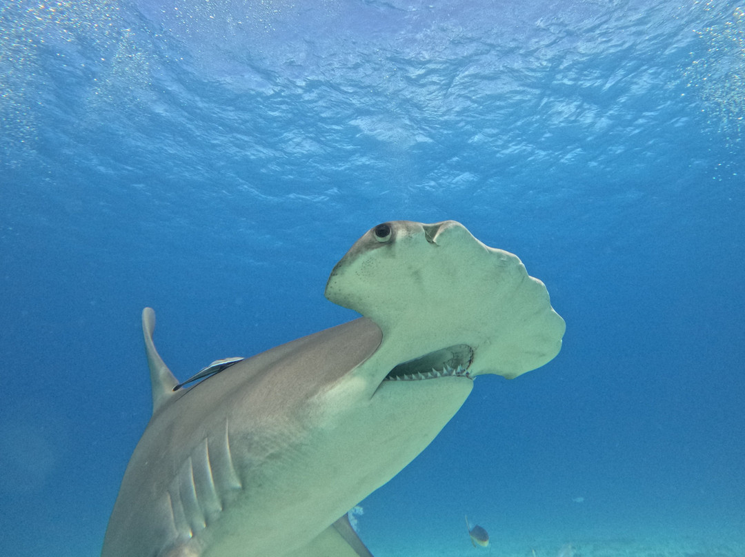 Neal Watson's Bimini Scuba Center-Alice Town必去景点