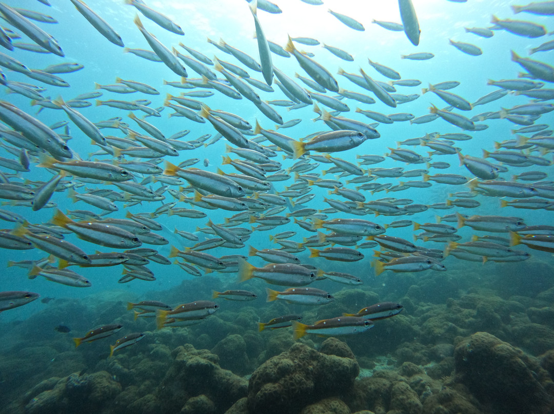 Dive Tribe-Neil Island必去景点