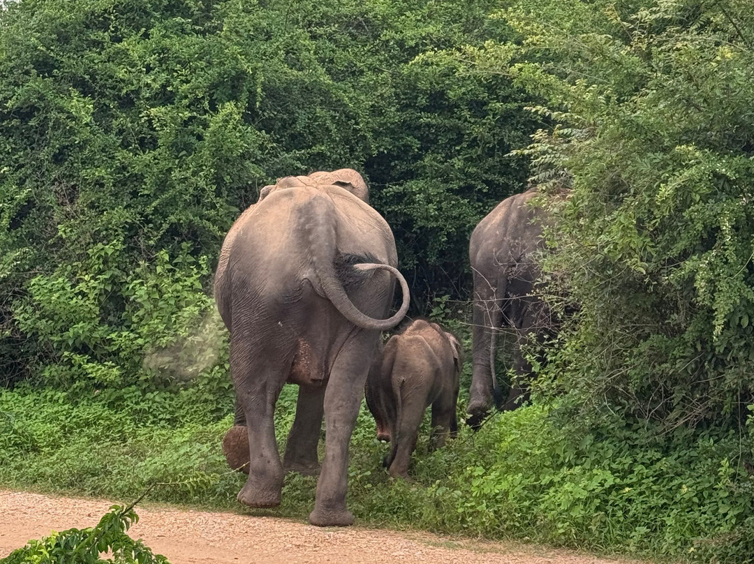 Udawalawe Safari Jeep With Guides-乌达瓦拉维国家公园必去景点