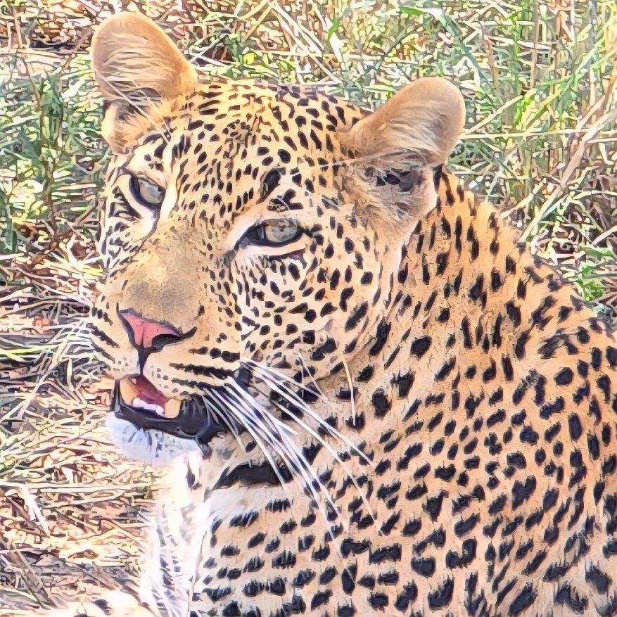 Londolozi Tree Camp-官方