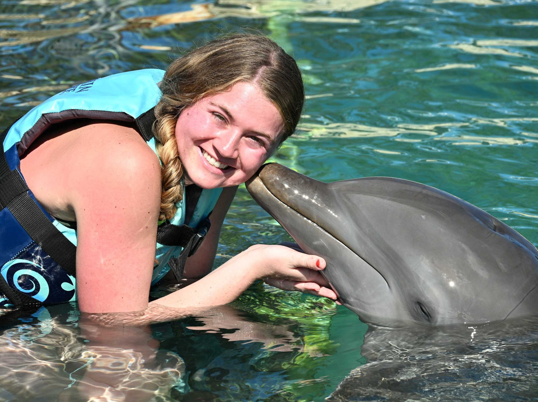 Dolphin Discovery Grand Cayman-西湾必去景点