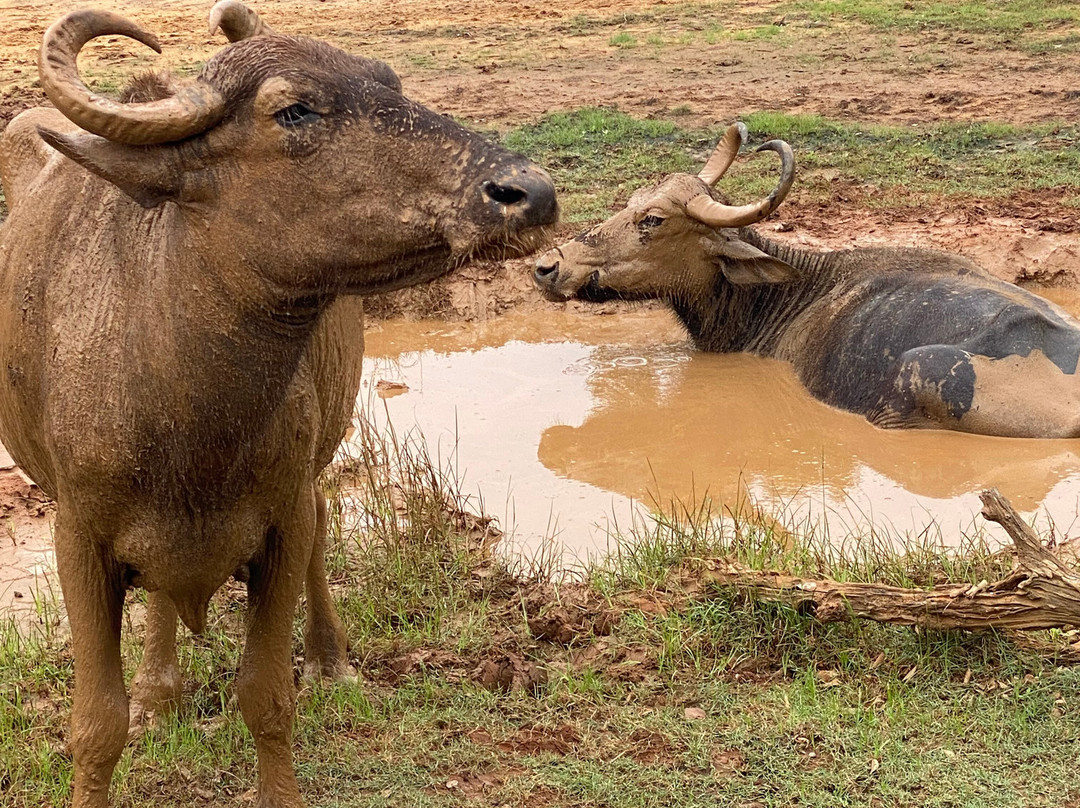 BH Lanka Tours-Kurunegala必去景点