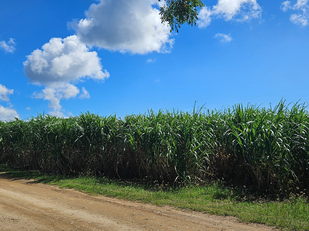 Island Life Adventures-Frederiksted必去景点