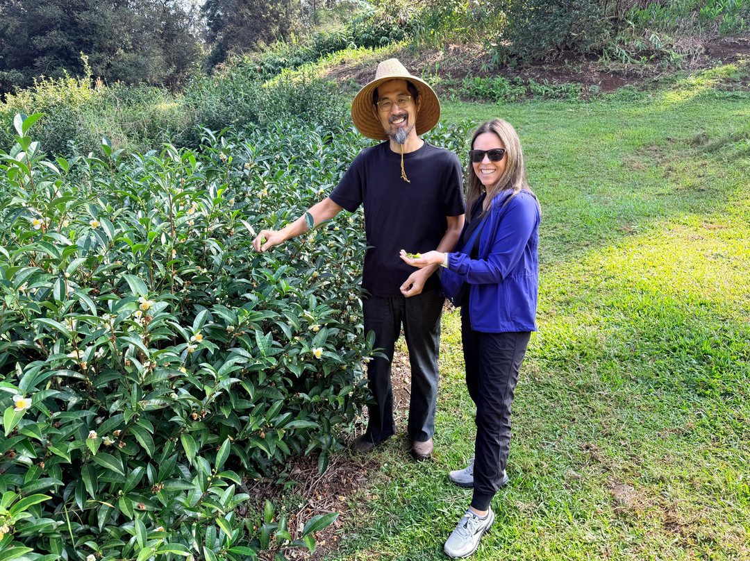 Mauna Kea Tea-霍诺卡阿必去景点