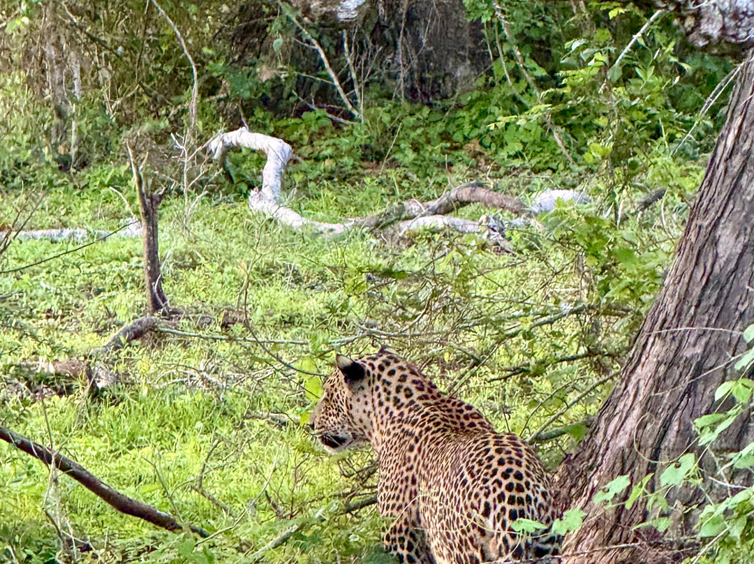 Roshan Safari-蒂瑟默哈拉默必去景点