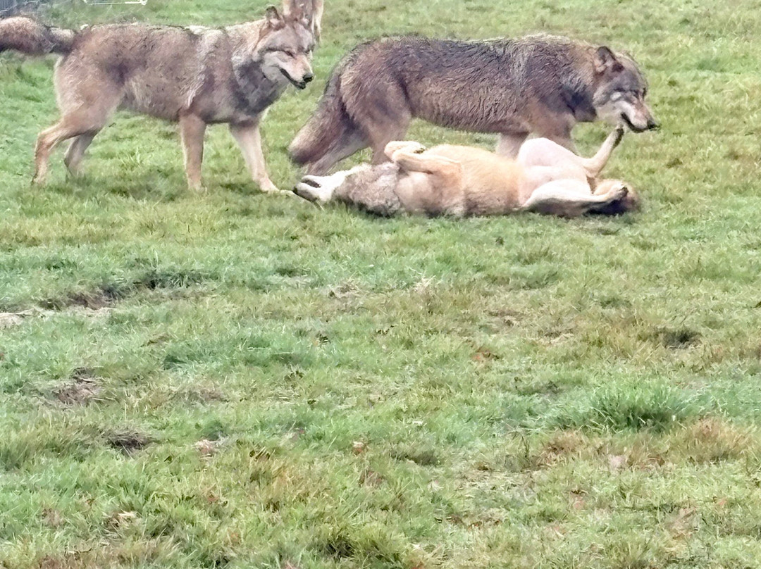 Rendez-vous en Terre Animale-Sury-aux-Bois必去景点