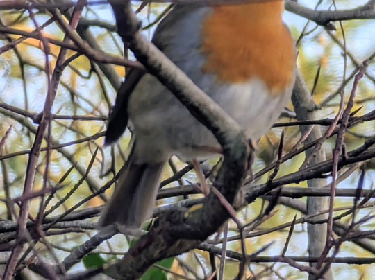 Mere Sands Wood Nature Reserve-Rufford必去景点
