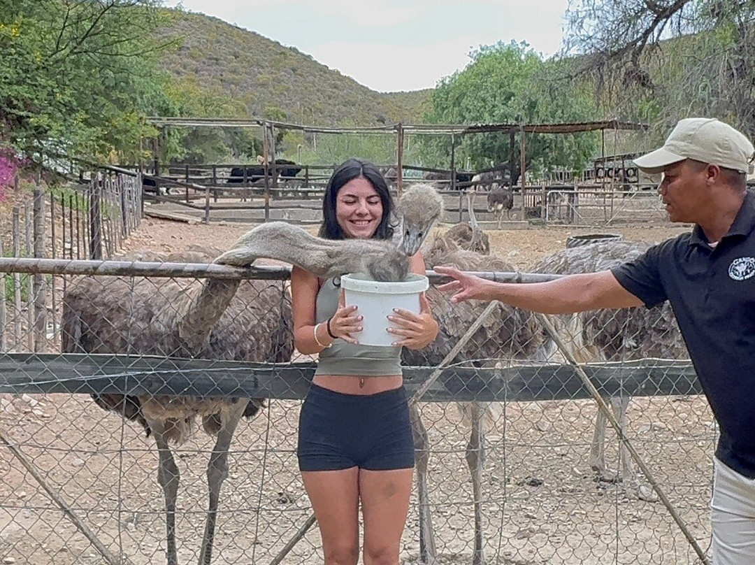 Cango Ostrich Show Farm-奥兹洪必去景点