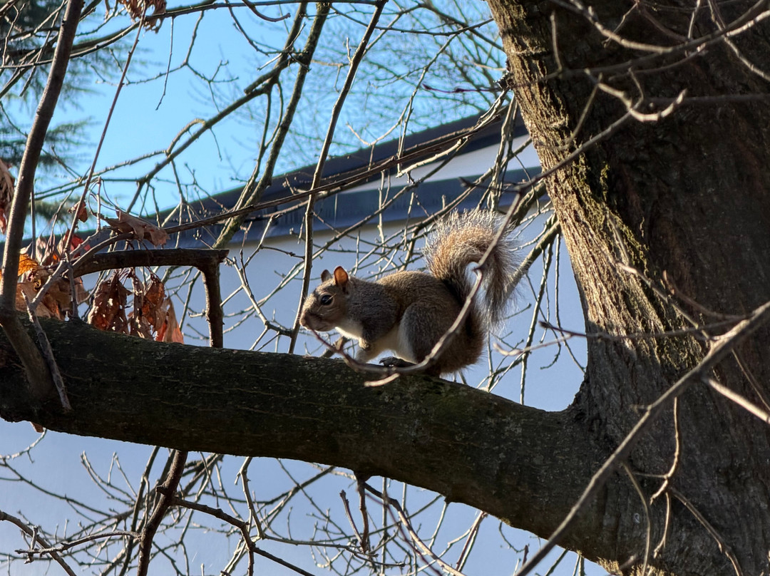 Botton D'Oro 2主图