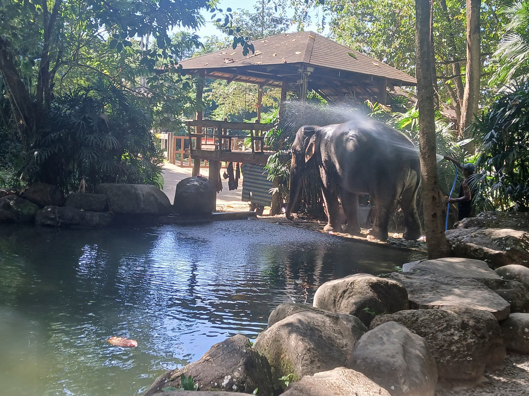Phang Nga Elephant Park-攀牙必去景点