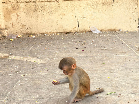 India's Invitation-斋蒲尔必去景点