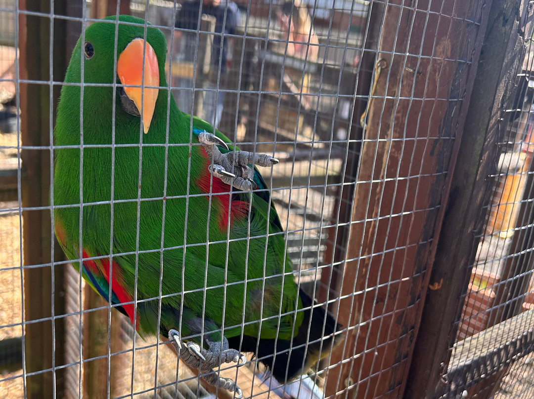 Promenade Park Petting Zoo-Maldon必去景点