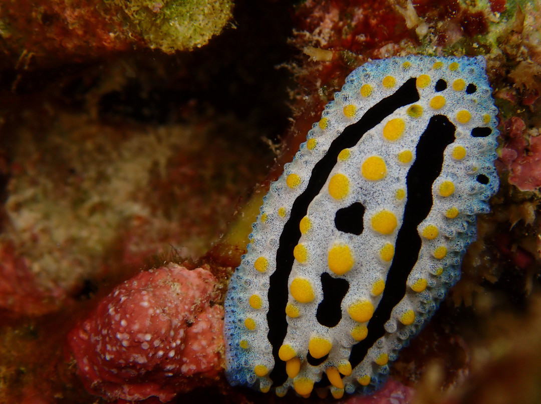 Mafia Island Diving-马菲亚岛必去景点