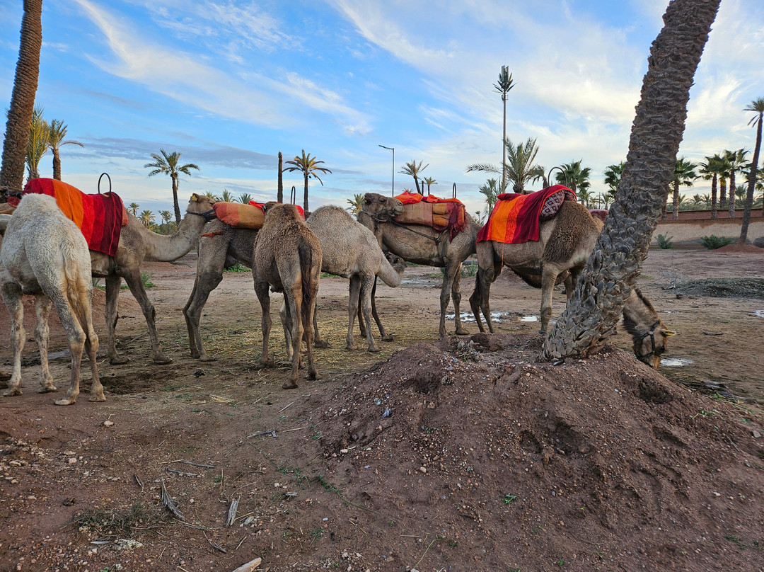 Oufan Tours-马拉喀什必去景点