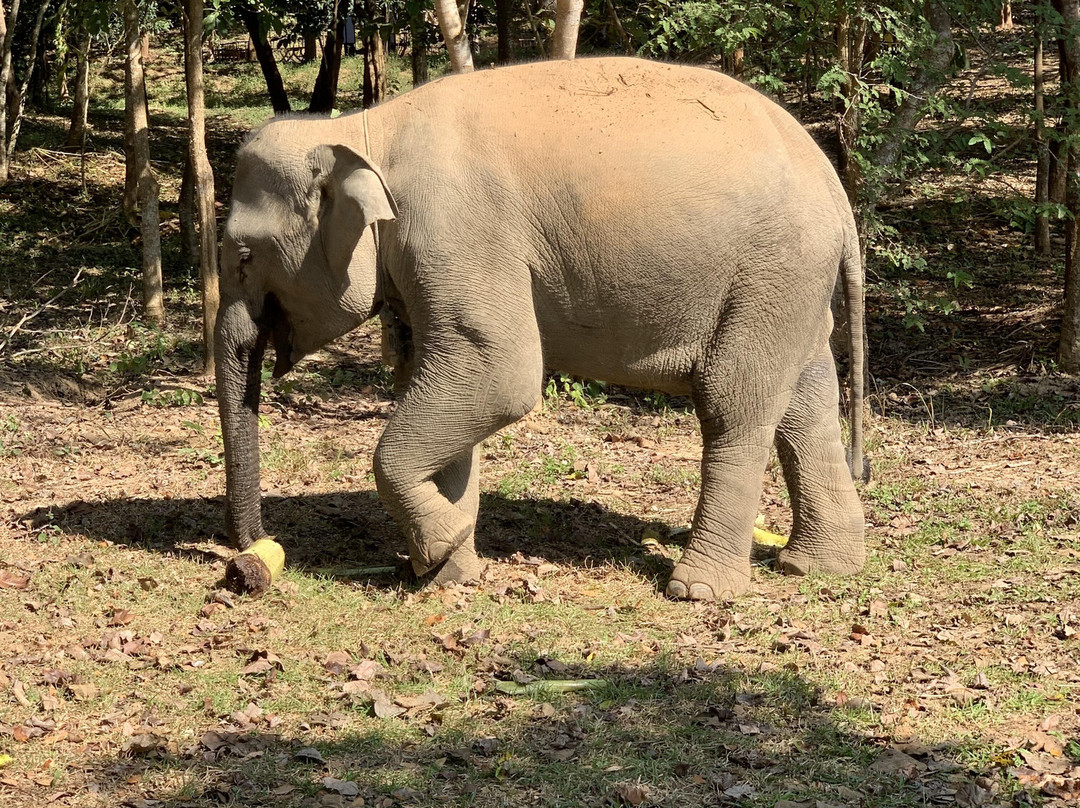 Elephant Conservation Center-Sayaboury必去景点