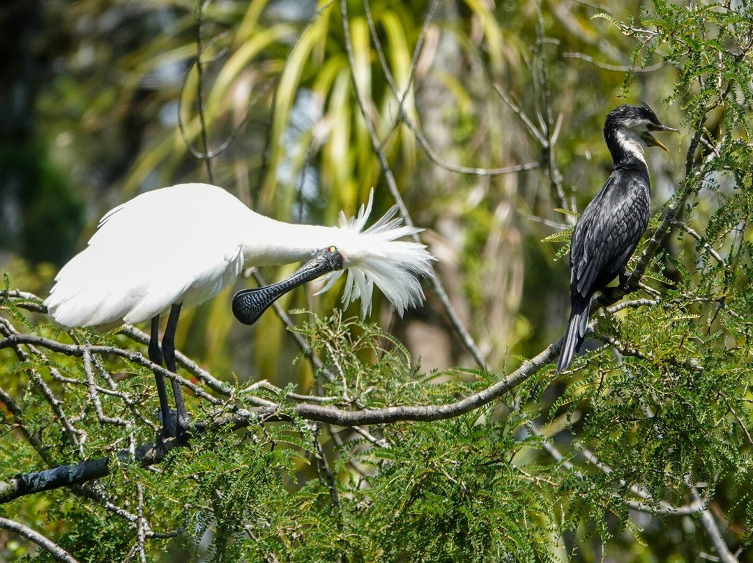 苍鹭保护区-Whataroa必去景点