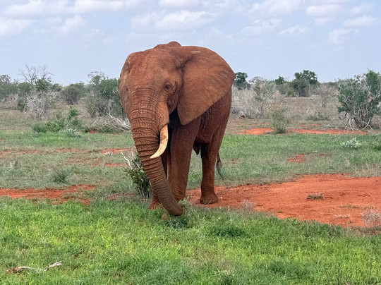 Safari Kenya Con Barbagianni-瓦塔木必去景点