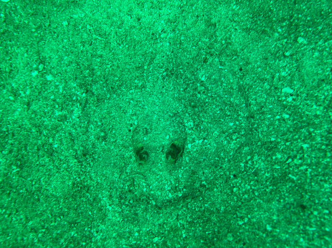 SCUBA Diving at Summer Salt Dive Center-Playas del Coco必去景点