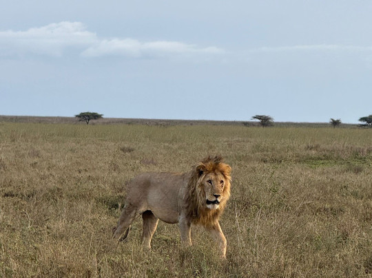 Monkey Adventures-莫西必去景点