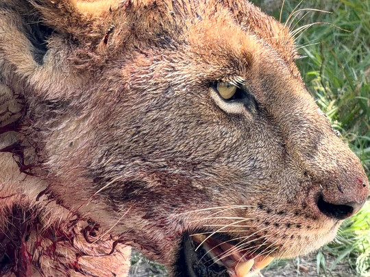 Bigfoot Adventures-内罗毕必去景点