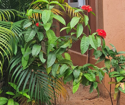 Satya Anantham 自然静修地