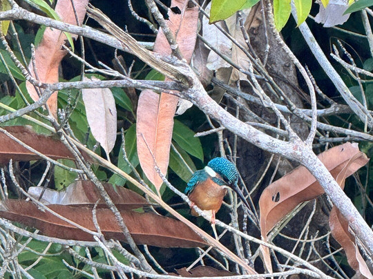 Mirissa Eco Lagoon Safari-美蕊沙必去景点