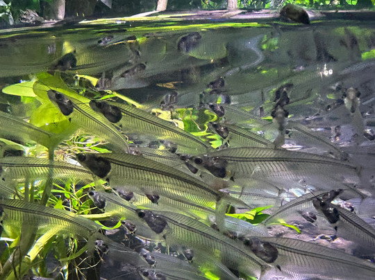 Marassi Aquarium & Underwater Zoo-Diyar Al Muharraq必去景点