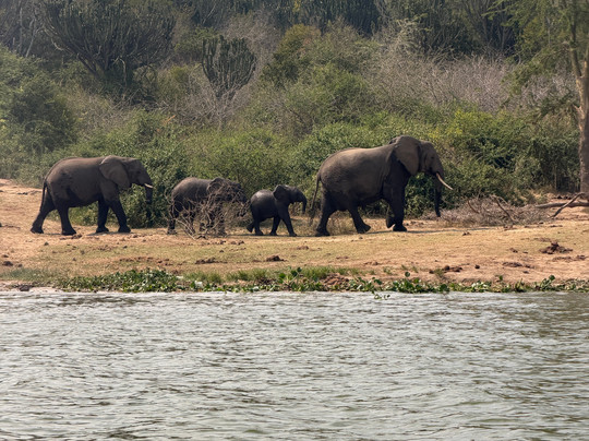 Kazinga Channel-伊丽莎白女王国家公园必去景点