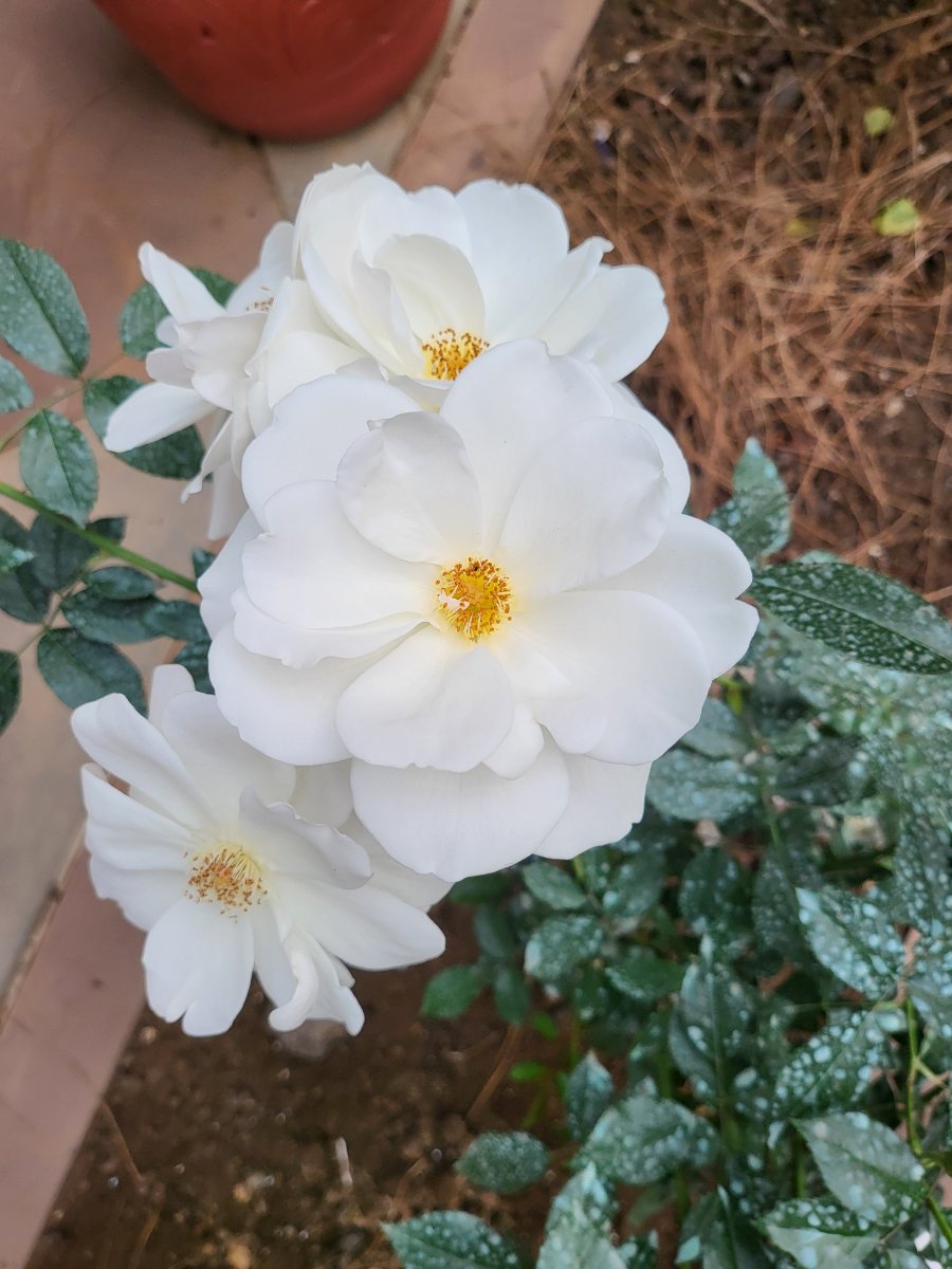 高尔夫景观欢迎古迹酒店-官方