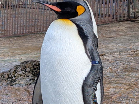 鸟园-水上伯顿必去景点